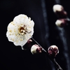 梅の花咲く雨