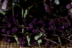 秋・紫