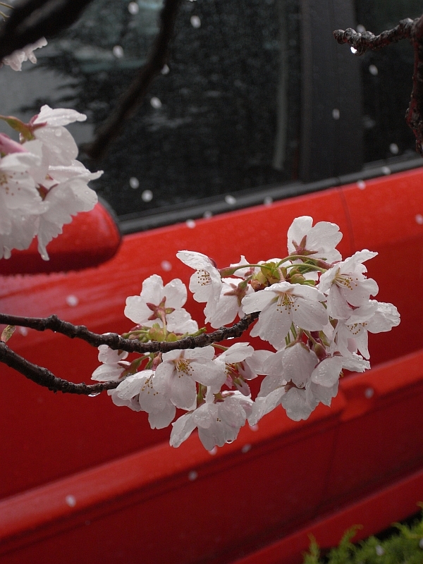 散る桜・残る桜