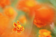 オレンジ色の刻 b オレンジ色の刻 b