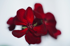 深紅