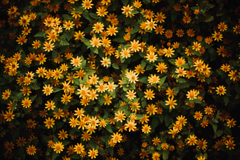 日向の花 b