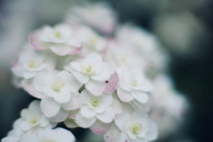 紫陽花に寄せる想い i