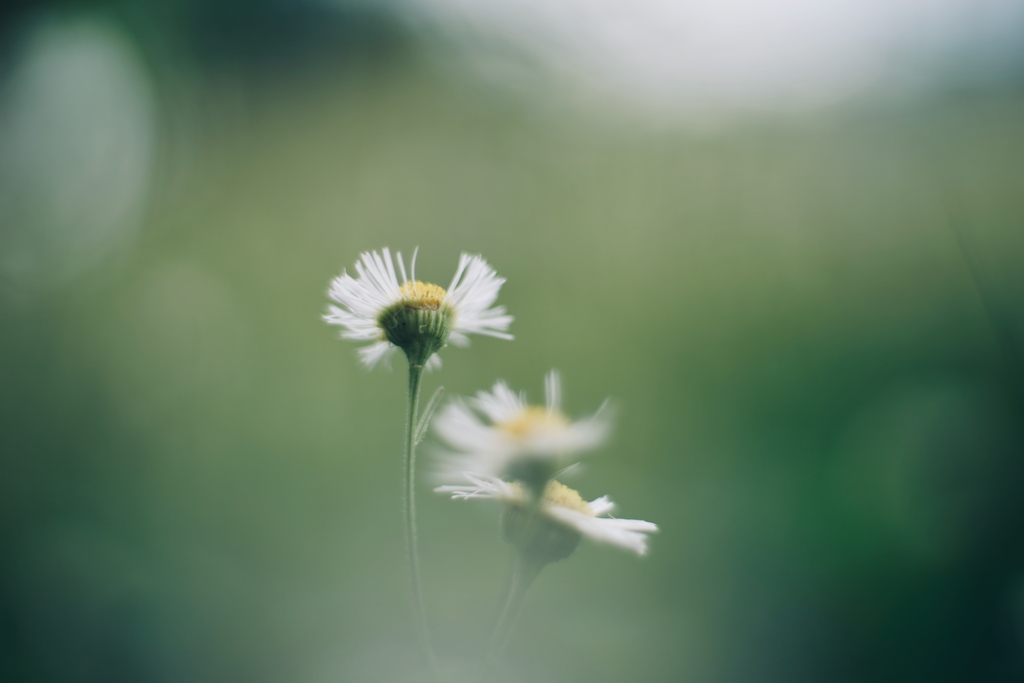 路傍の花 補遺2