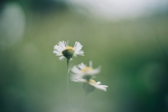路傍の花 補遺2