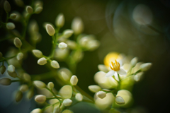 南天の花咲く