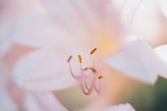蕊 4