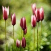 開花前