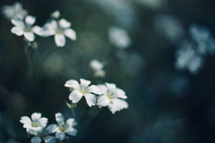 My Favorite Garden