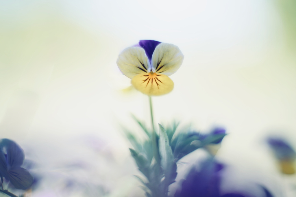 路傍の花 e