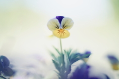 路傍の花 e