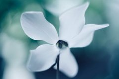 窓辺の白い花