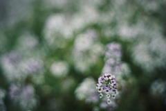 小さな花が色づく時