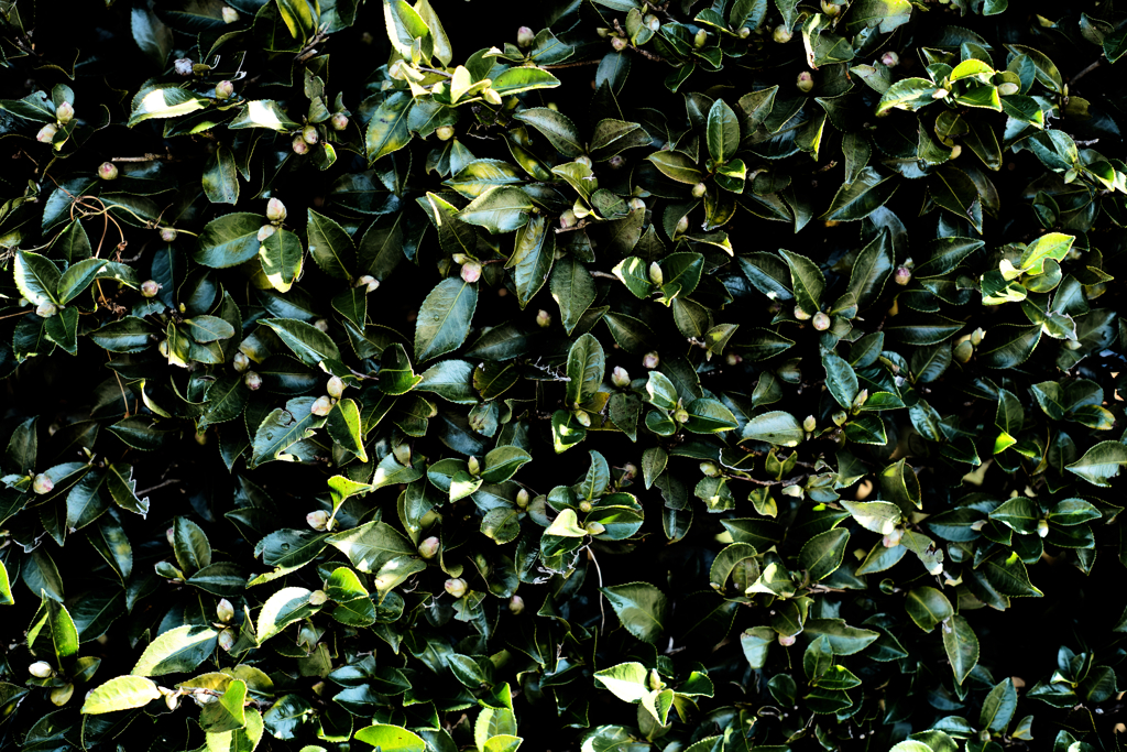 山茶花模様