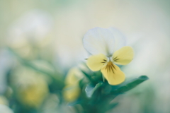 路傍の花 v