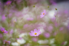 秋桜畑