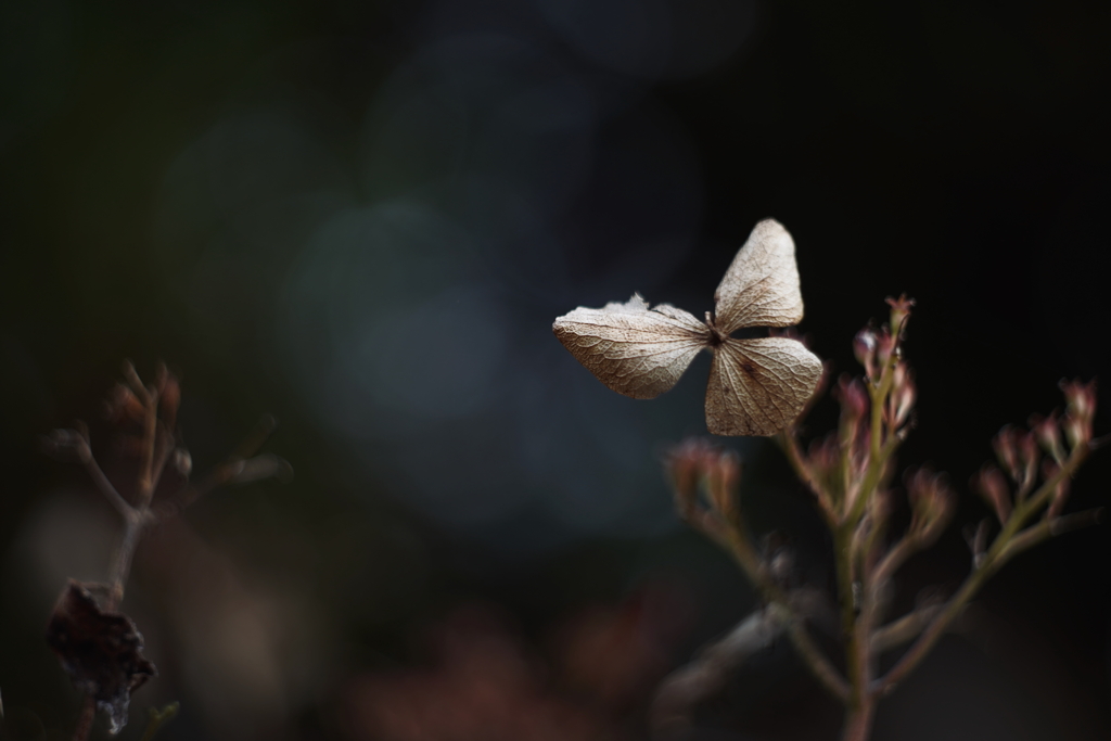 名残の紫陽花 a