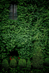 a green wall