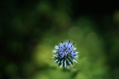 花開く日