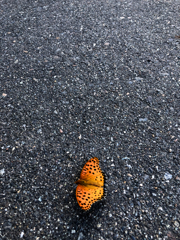 路傍２
