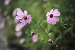 二輪秋桜