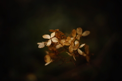 冬紫陽花 18
