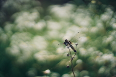 夏蜻蛉