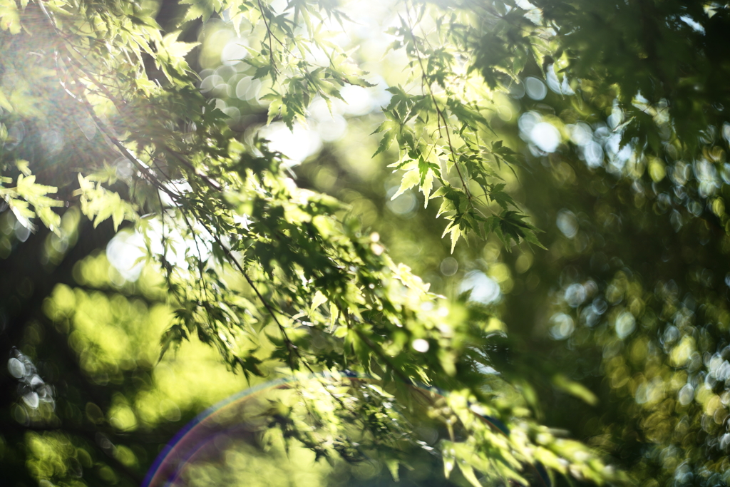 やがて色づく