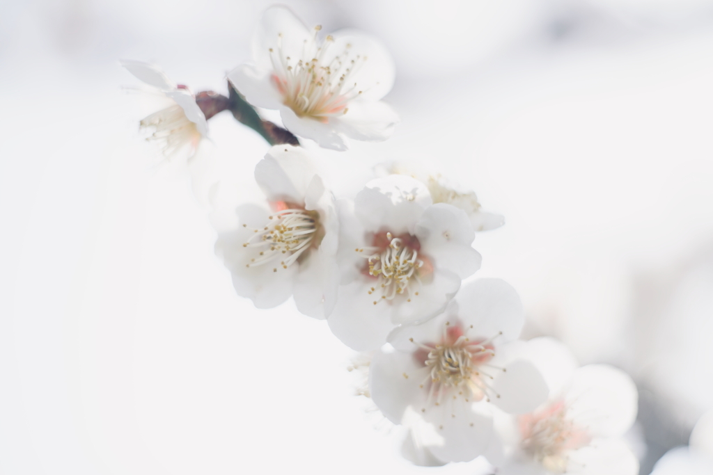 梅の香薫る 2