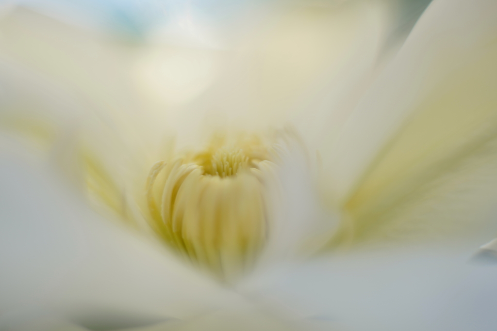 開花 b