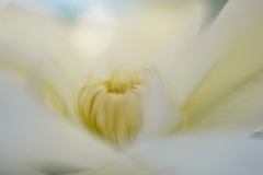 開花 b