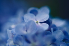 紫陽花に寄せる想い h