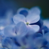紫陽花に寄せる想い h