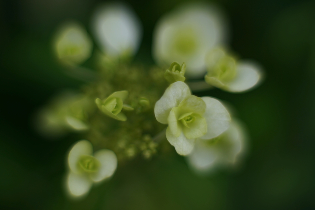 紫陽花に寄せる想い a