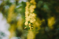 路傍の花 x