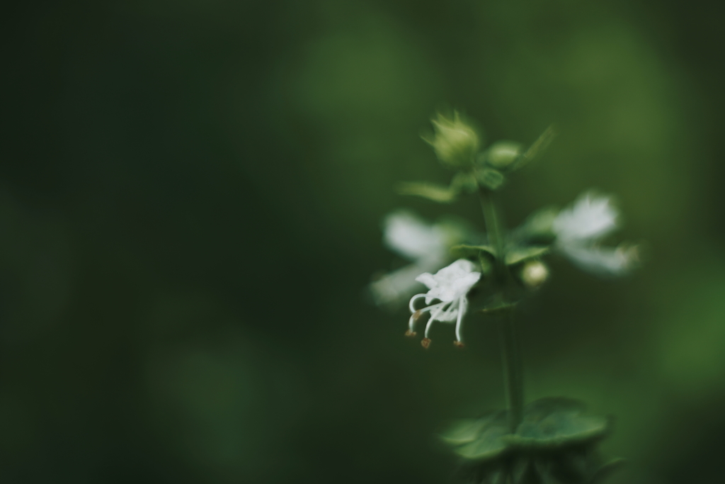 庭の花・秋 c