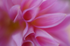 幻想のダリア