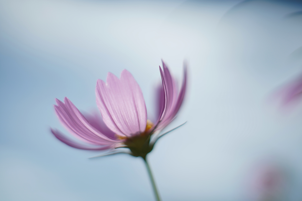夏秋桜