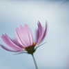 夏秋桜