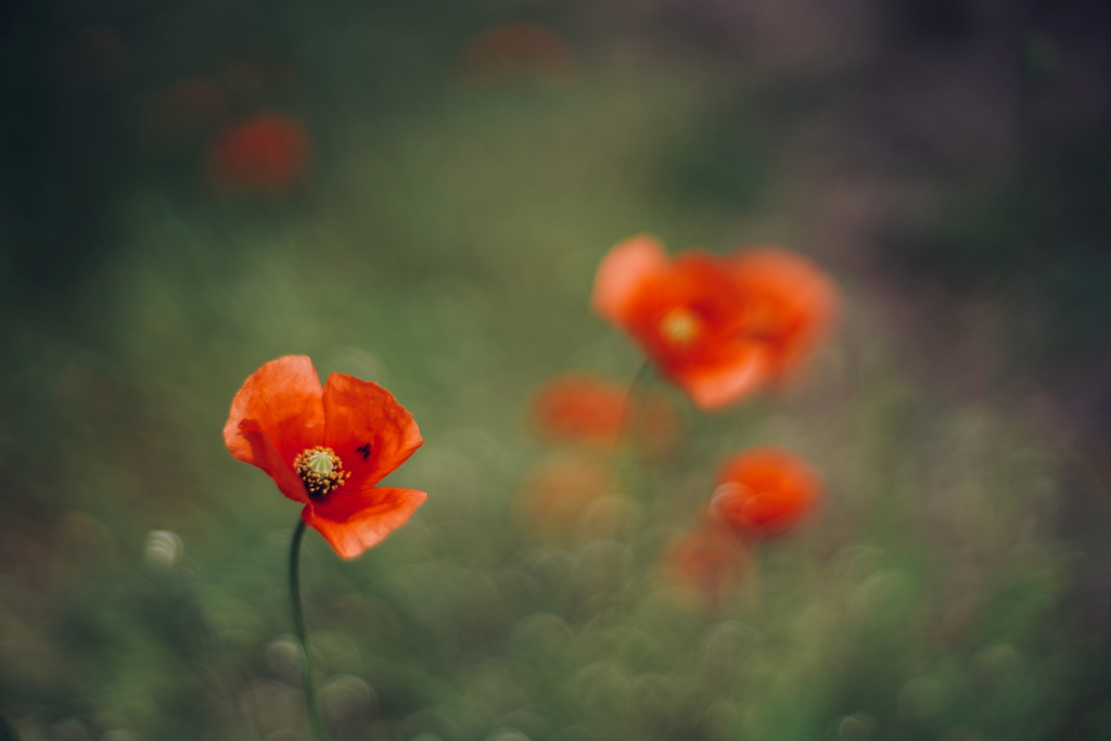路傍の花 c