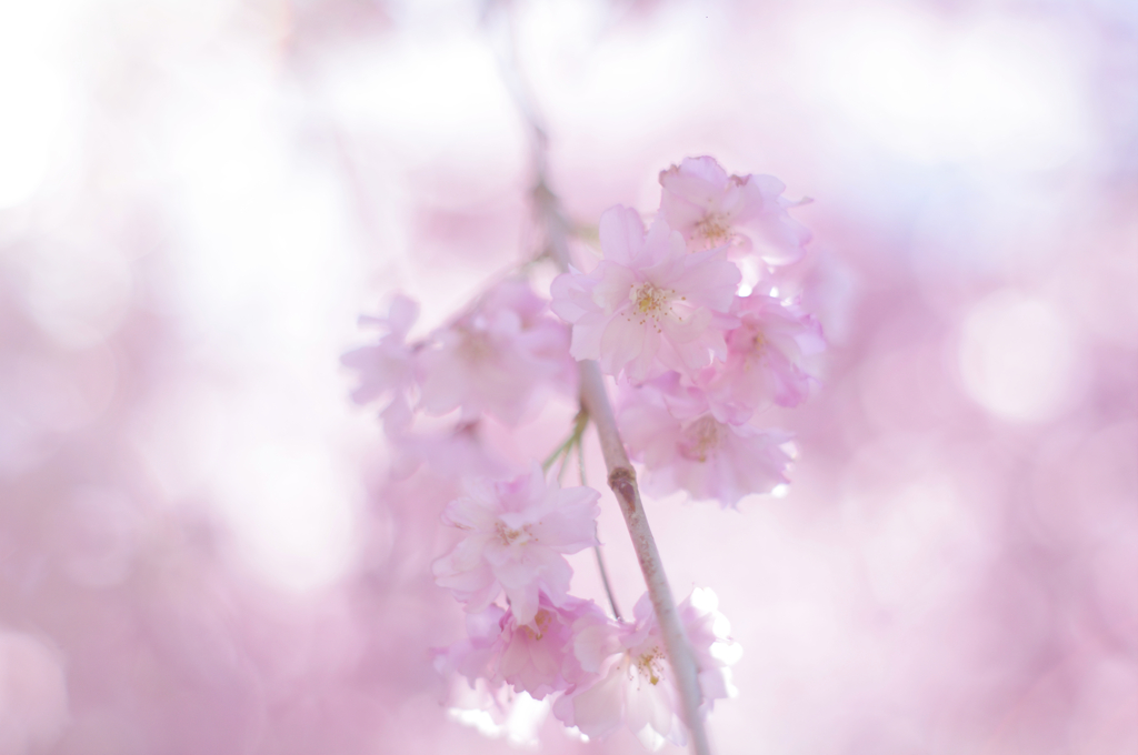 春爛漫の花の色