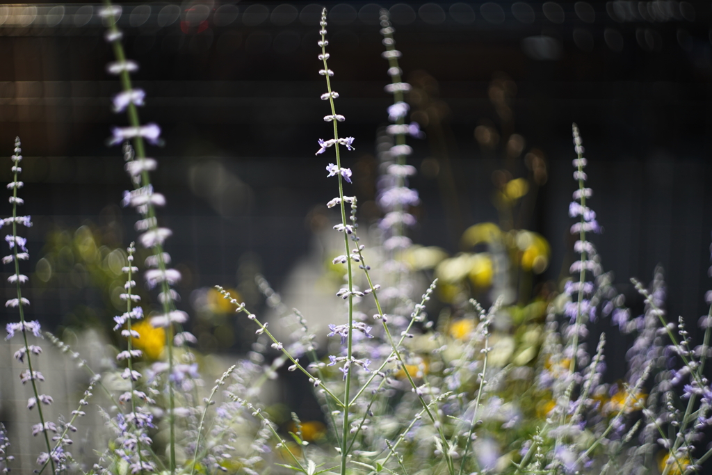 庭の花・秋 b