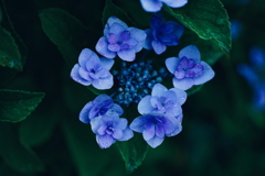 紫陽花に寄せる想い r