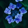 紫陽花に寄せる想い r