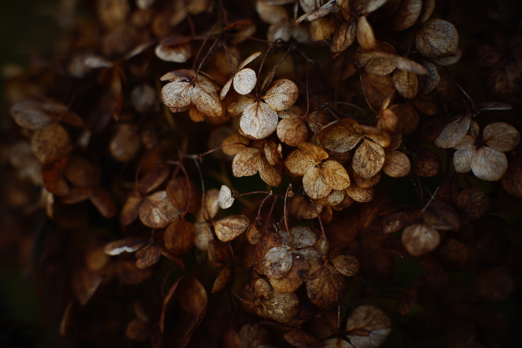 紫陽花に寄せる想い 補遺 18