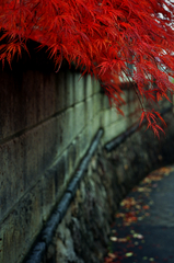 散歩道に