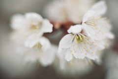 花おぼろ