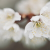 花おぼろ
