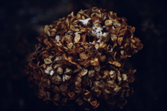 紫陽花に寄せる想い 補遺 20