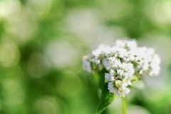 蕎麦の花の咲く頃